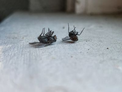 Fly Extermination